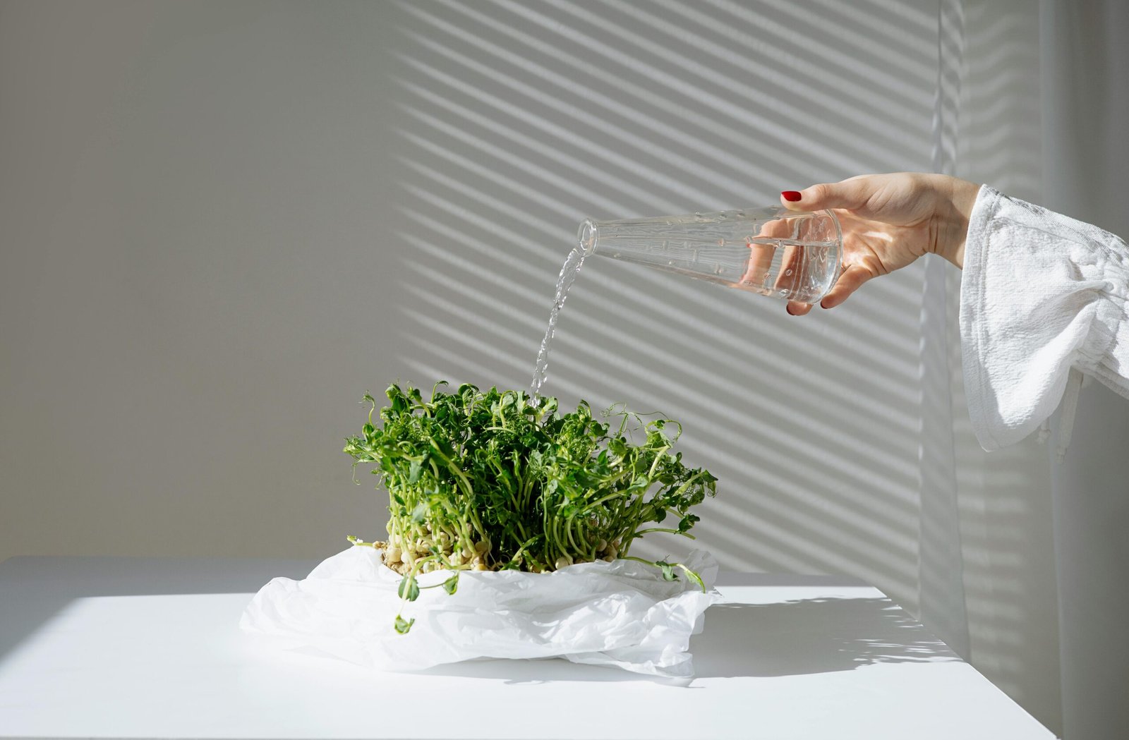 Personne arrosant un micro potager à domicile – illustration d’un projet de lutte contre la malnutrition Best Microgardens
