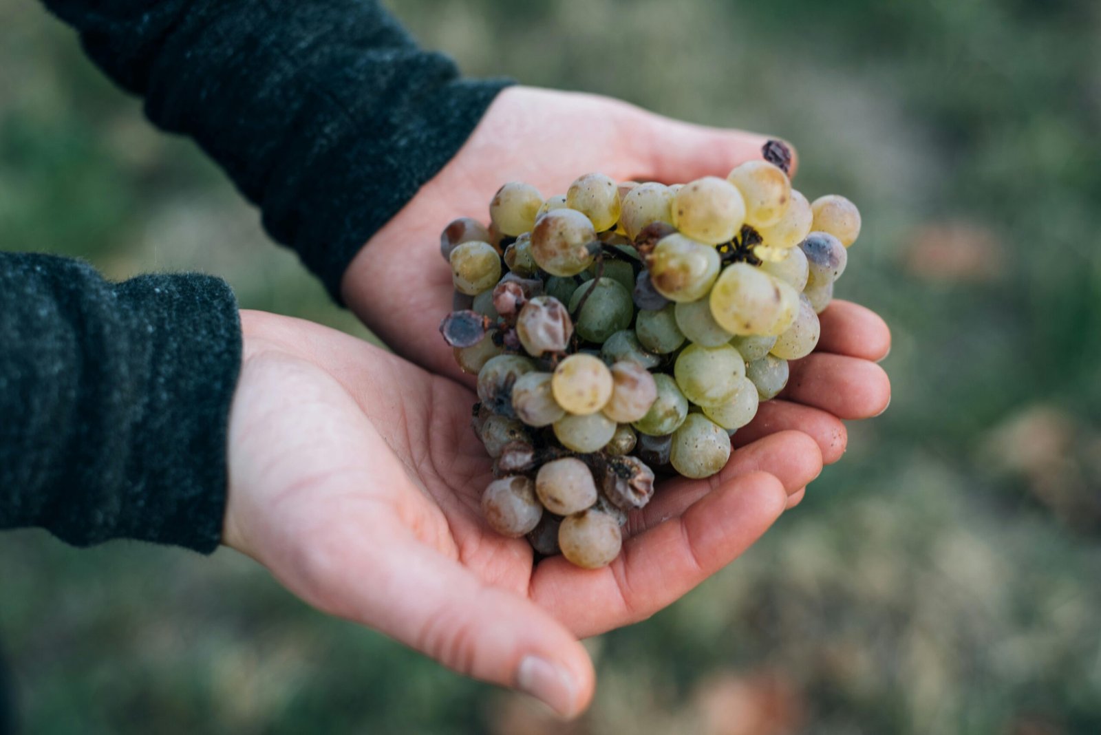 Raison blanc pour vinification sous marine