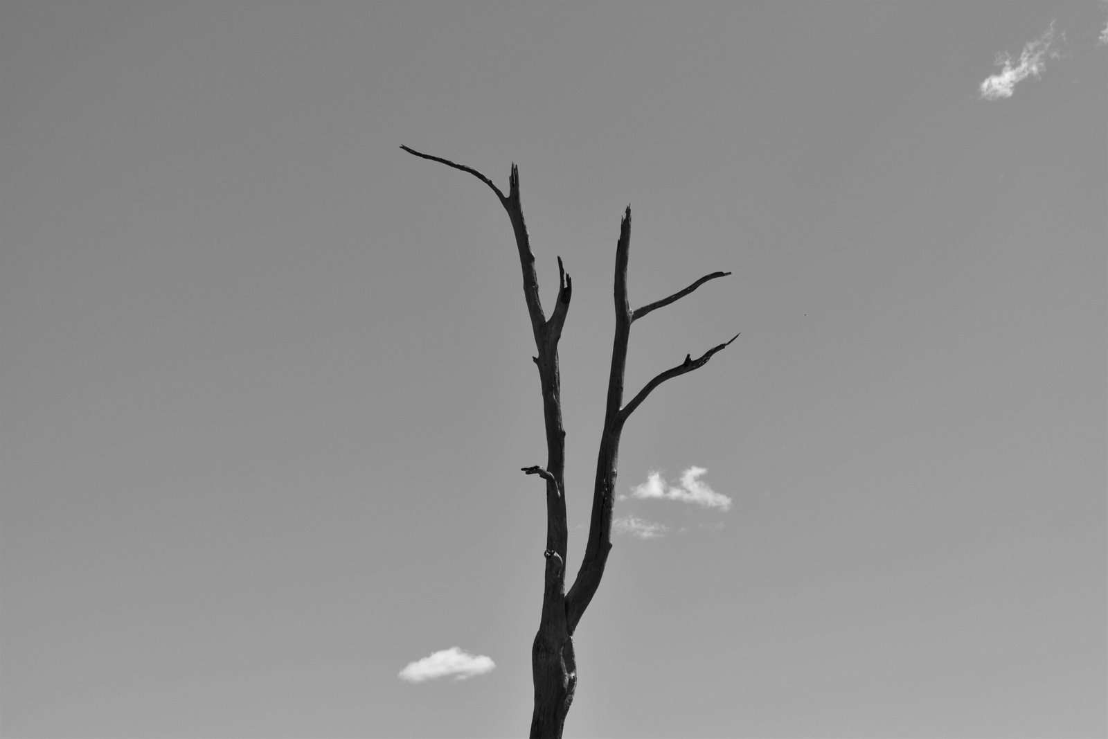Guirlandes lumière de foire QM FESTA